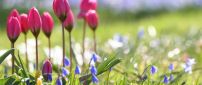 Pink tulips on the field full with flowers - Spring season