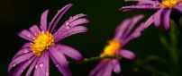 Macro water drops on the purple flower - Spring perfume