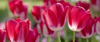 Tulips red with white - beautiful spring flowers