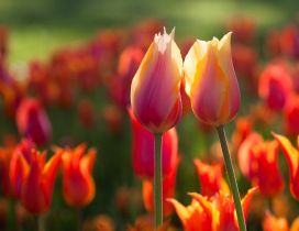 Two lovely tulips - Spring flowers