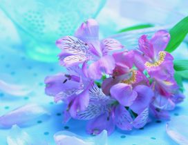 Purple spring flowers - beautiful HD wallpaper