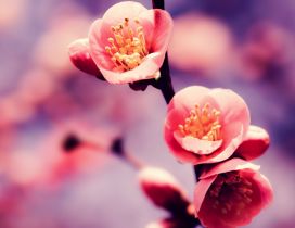 Pink spring flowers - blossom tree