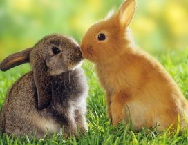 Two lovely rabbits - sweet animals in the grass