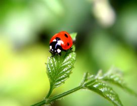 Beautiful ladybug on a green plant - HD macro wallpaper