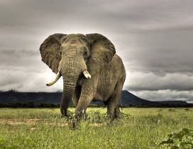 Elephant runing in the jungle- HD wild animal wallpaper