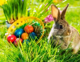 Easter time - fluffy rabbit in the green grass of spring
