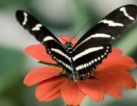 Big black and white butterfly on a flower