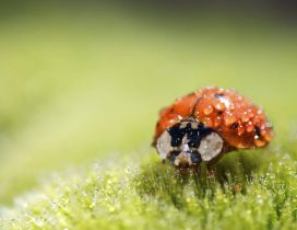 Good morning ladybug - macro wallpaper