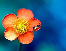 Little insect on a beautiful spring flower - macro wallpaper