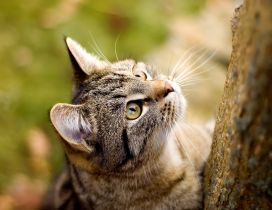 Climbing on a tree - sweet little tiger cat