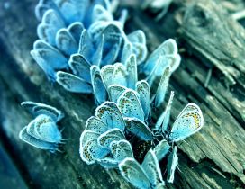 Frozen butterflies on a tree trunk - HD macro wallpaper