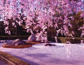 Cherry tree blossom - wonderful carpet of spring flowers