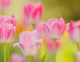 Pink tulips in the garden - HD nature wallpaper