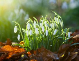 Bouquet of snowdrops - good morning spring sunshine