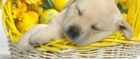 Beautiful sweet puppy sleeping in a basket with flowers
