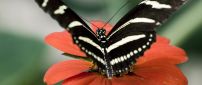 Big black and white butterfly on a flower