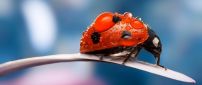 Big water drops on a beautiful ladybug - HD macro wallpaper