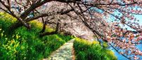 Path under the blossom trees - HD spring wallpaper