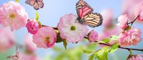 Pink butterfly on the blossom trees - HD wallpaper
