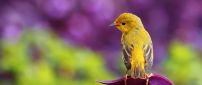 Beautiful yellow bird - HD spring wallpaper