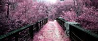 Pink path through the park - blossom trees
