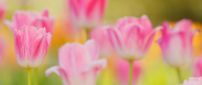 Pink tulips in the garden - HD nature wallpaper
