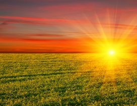 Golden sun over the green field - HD nature wallpaper