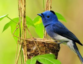 Blue bird make his own nest - HD wallpaper