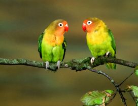 Two colourful parrots on a branch of tree