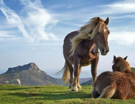 Wonderful horses in the middle of the nature