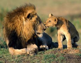 Sweet kiss form your son - leon wild animal