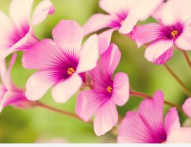 Pink spring flowers - beautiful season