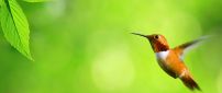 Little bird fly to the green leaves - HD wallpaper