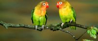 Two colourful parrots on a branch of tree