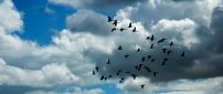 Birds fly on the sky through the clouds - HD wallpaper