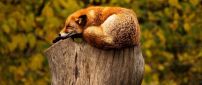 Wild fox sleep on a bunch of tree