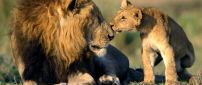 Sweet kiss form your son - leon wild animal