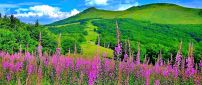 Wonderful spring colours in the nature-flowers and mountains