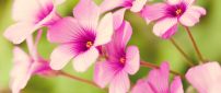 Pink spring flowers - beautiful season
