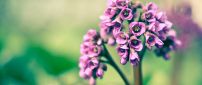 Beautiful little pink flowers - HD macro wallpaper
