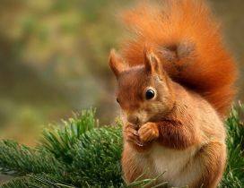Red squirrel eat nuts - Sweet little wild animal