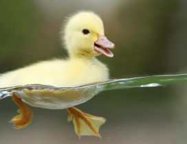 Sweet little duck swim - HD wallpaper