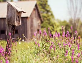 Flowers in front of a wooden old house