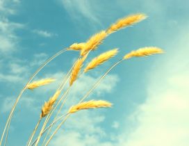 Golden wheat in the wind - HD wallpaper