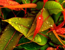 Water drops on the leaves in the morning - HD wallpaper