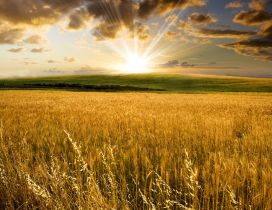 Golden wheat field and a beautiful summer sunset