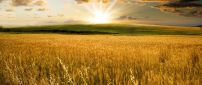 Golden wheat field and a beautiful summer sunset