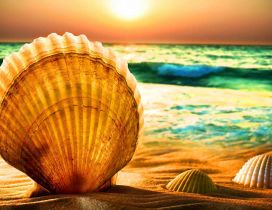 Big shell at the seaside - wonderful summer wallpaper
