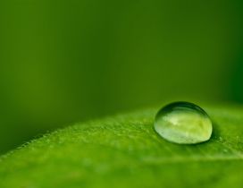 Good morning nature - macro big water drop on a green leaf