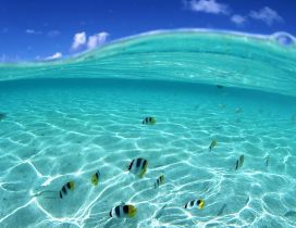 Beautiful fishes in the crystal ocean water